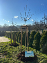 Projekt ZASAĎ STROM ! podpořila bohumínská firma GHH-BONATRANS